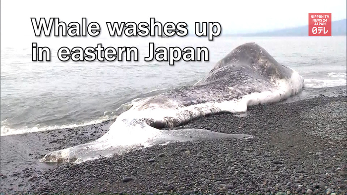 Whale washes up in eastern Japan