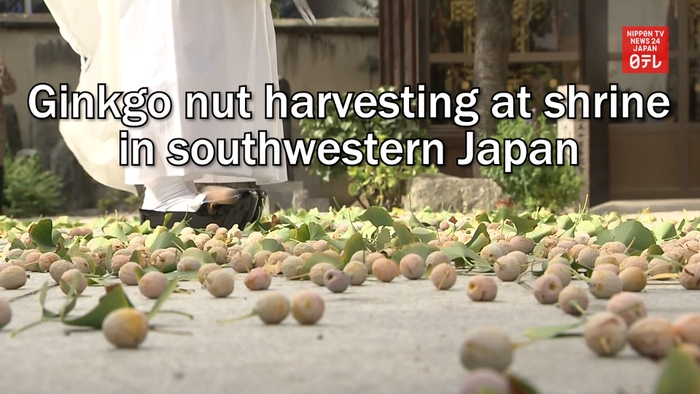 Ginkgo nut harvesting at shrine in southwestern Japan