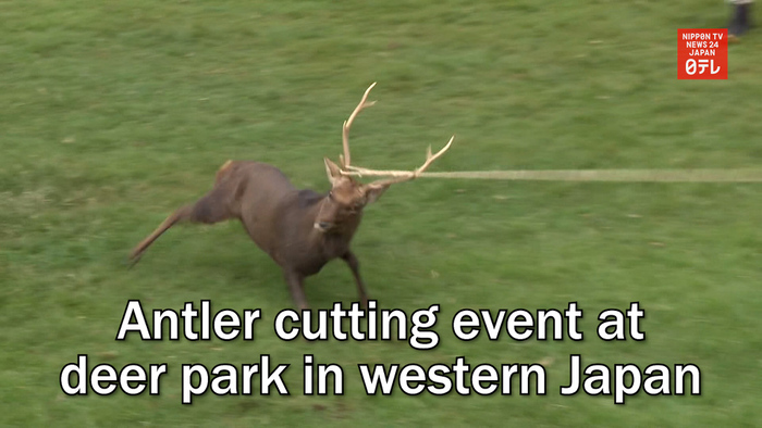 Antler cutting event at deer park in western Japan