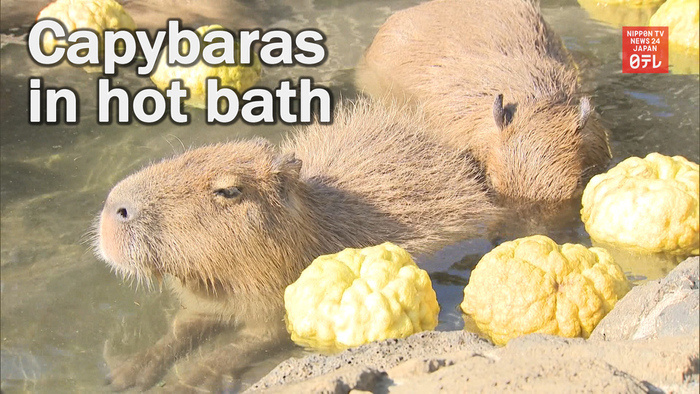 Capybaras enjoy hot bath