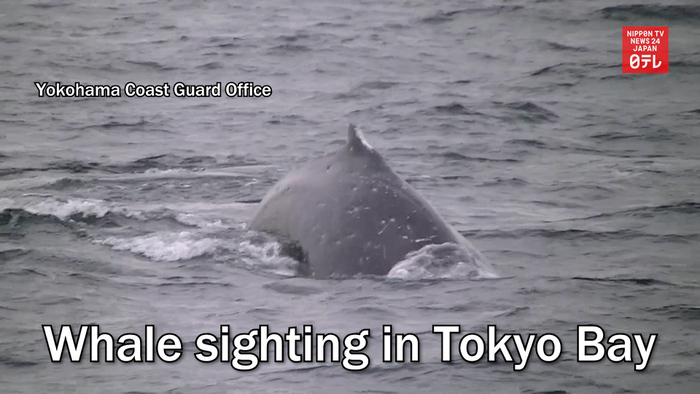 Whale sighting in Tokyo Bay