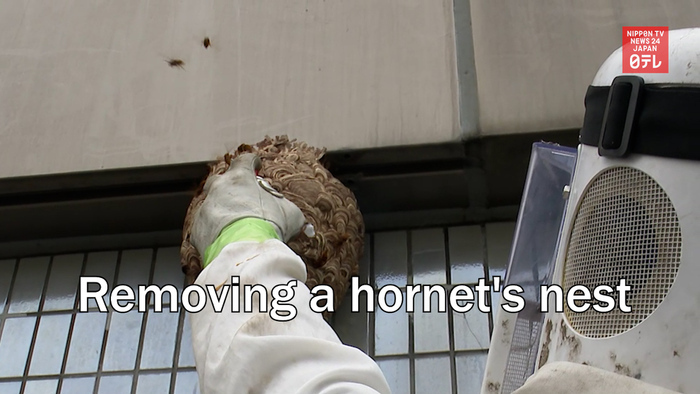 Removing a hornet's nest