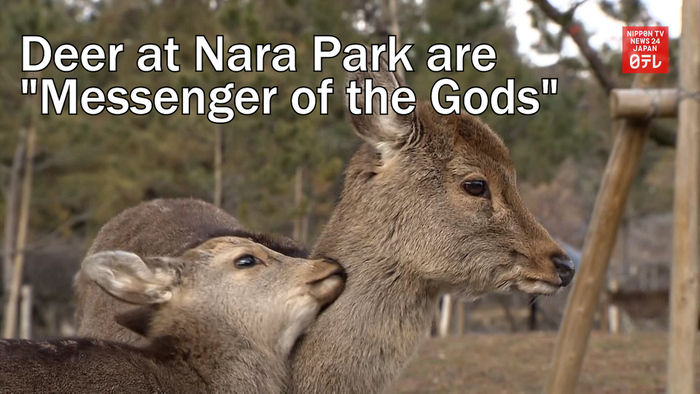 Deer at Nara Park are "Messenger of the Gods"