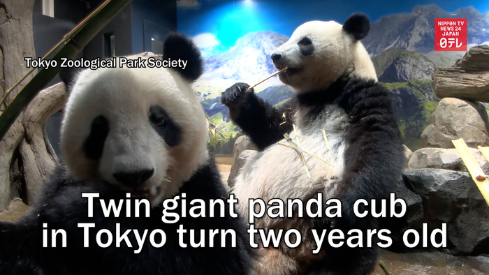 Twin giant panda cubs in Tokyo turn two years old