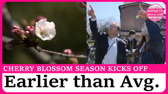 Cherry blossom season kicks off in Japan