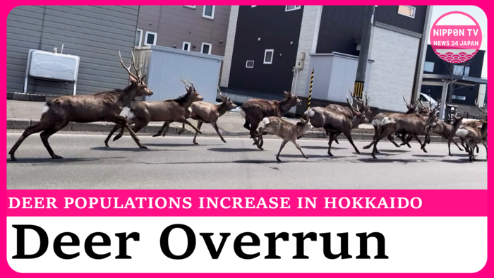 Deer spotted running through the streets in Sapporo