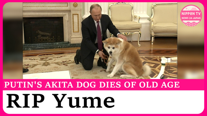 Akita dog gifted to Russia's Putin in 2012 dies of old age