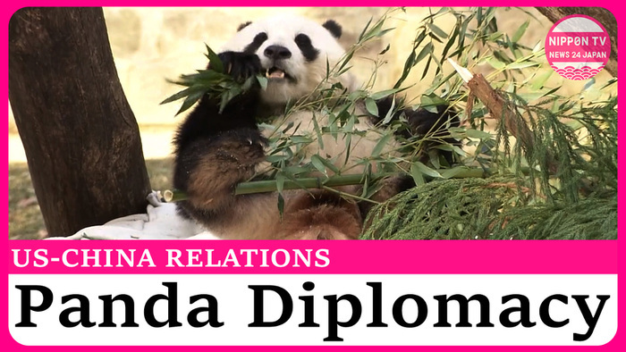 2 pandas from China make debut at WDC zoo: Can they change US-China relations?