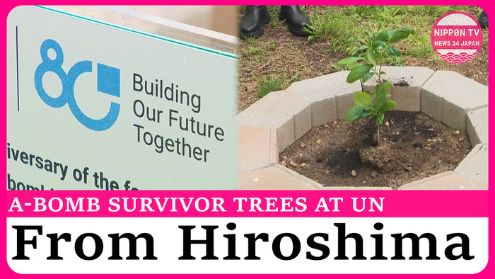 Atomic bomb survivor trees from Hiroshima planted at UN headquarters