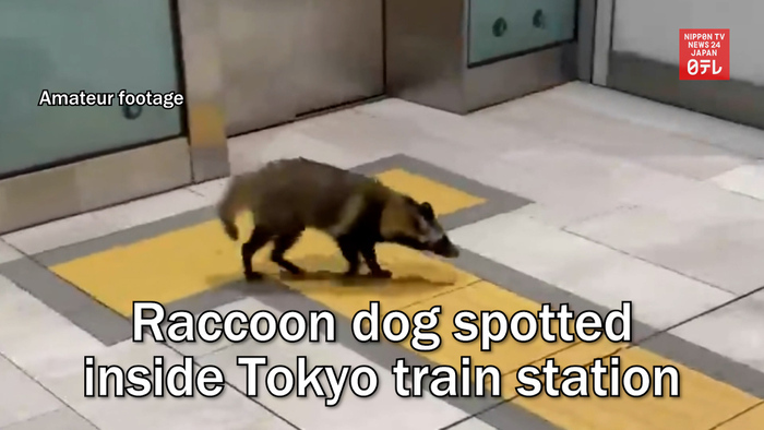 Raccoon dog spotted inside Tokyo train station
