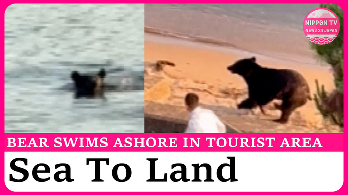 Bear spotted at Amanohashidate, a popular tourist destination in Kyoto