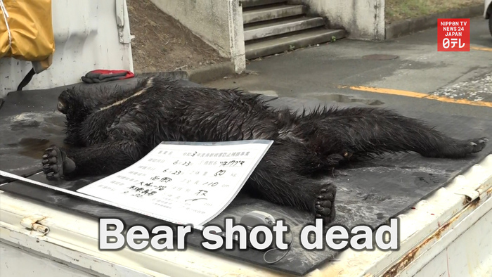 Bear shot dead after appearing in residential area