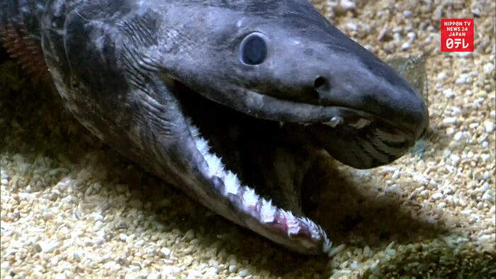 "Living fossil" frilled shark dies in captivity