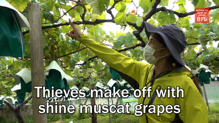Thieves make off with shine muscat grapes