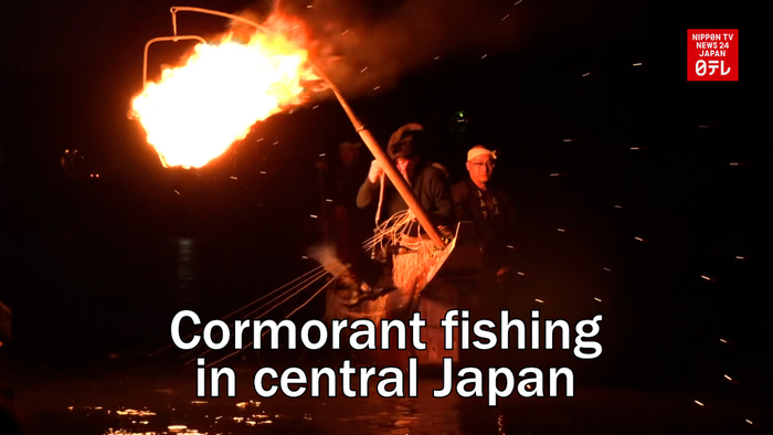 Cormorant fishing begins in central Japan 6 weeks late
