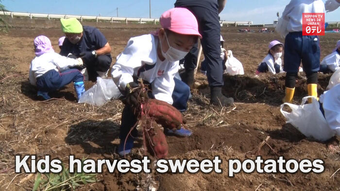 Kindergarteners harvest sweet potatoes