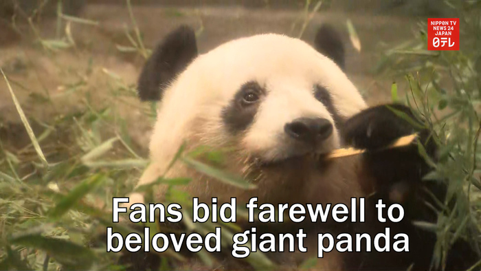 Fans bid farewell to beloved giant panda Xiang Xiang