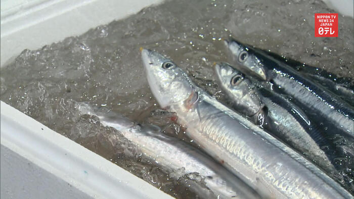 Pacific saury sells for 6,000 yen a piece