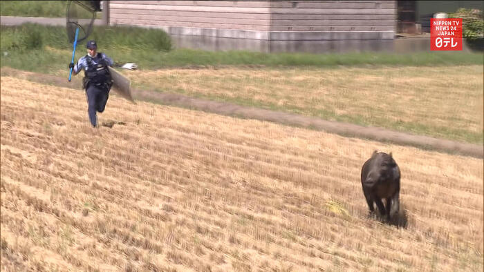 Wild boar chase in Niigata
