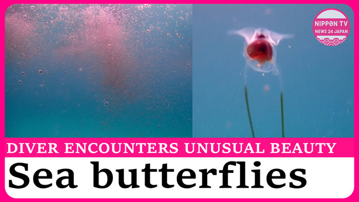 Diver films rare huge swarm of sea butterflies in southwestern Japan