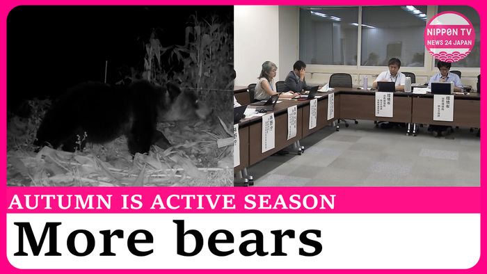 Bear sightings could increase this fall due to scarcity in key food source