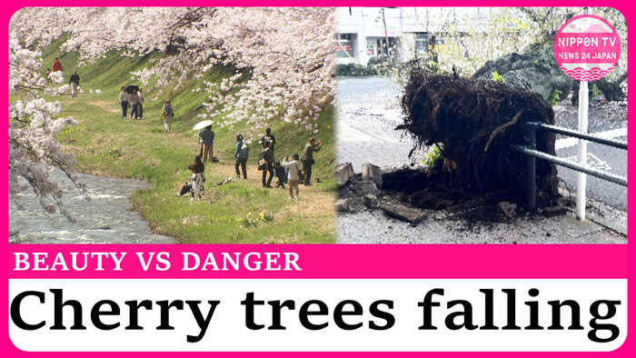 Falling sakura trees raise safety concerns during Japan's cherry blossom season