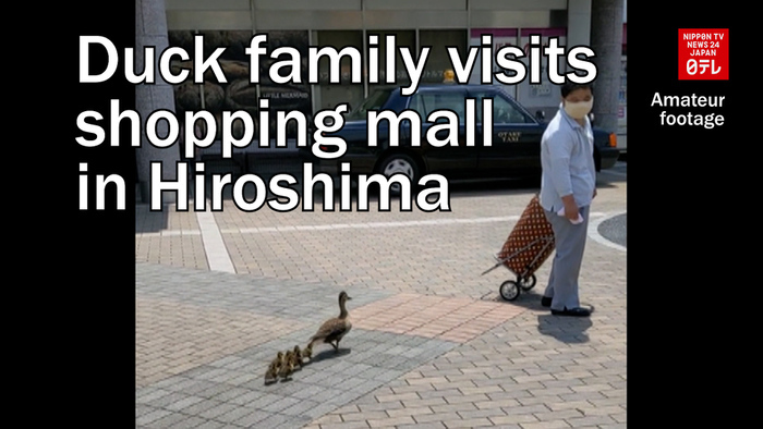 Duck family visits shopping mall in Hiroshima