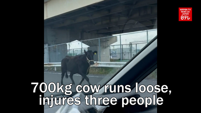 700kg cow runs loose, injures three people