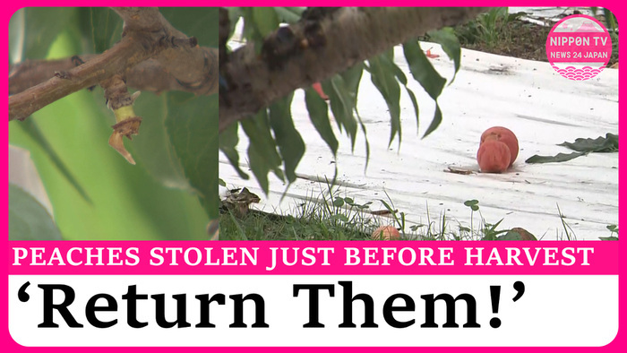Peaches stolen from multiple orchards in Japan just before harvest