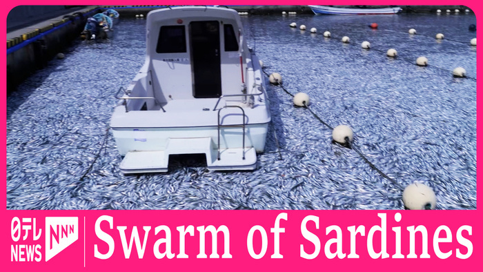 Massive sardine swarm surprises fishermen on northernmost island of Japan