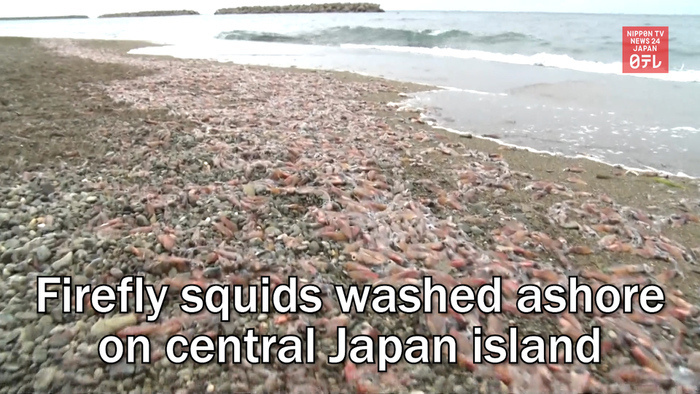 Firefly squids washed ashore on central Japan island
