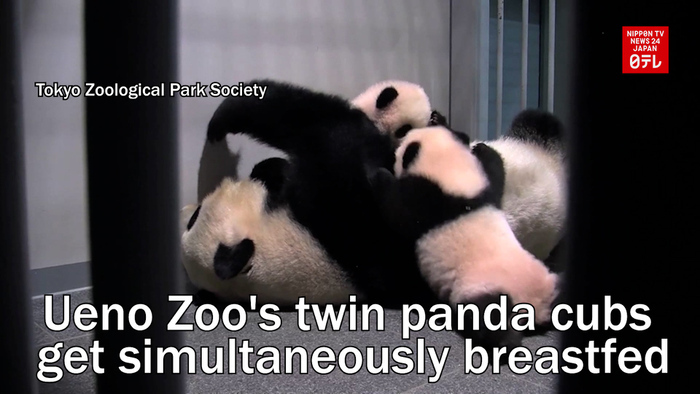 Ueno Zoo's twin panda cubs get simultaneously breastfed