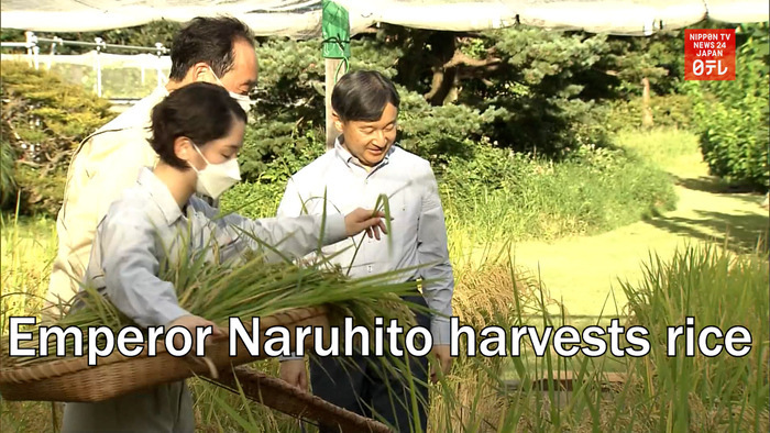 Emperor Naruhito harvests rice