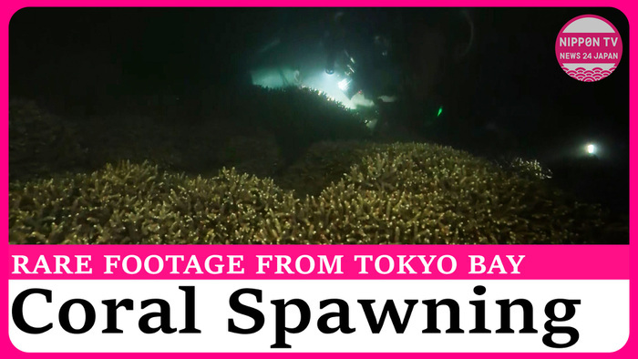 Climate change: Rare footage of Coral spawning in Tokyo Bay  