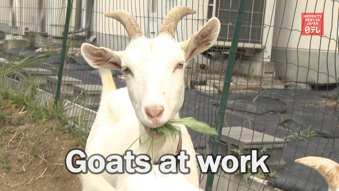 Rental goats help with weeding
