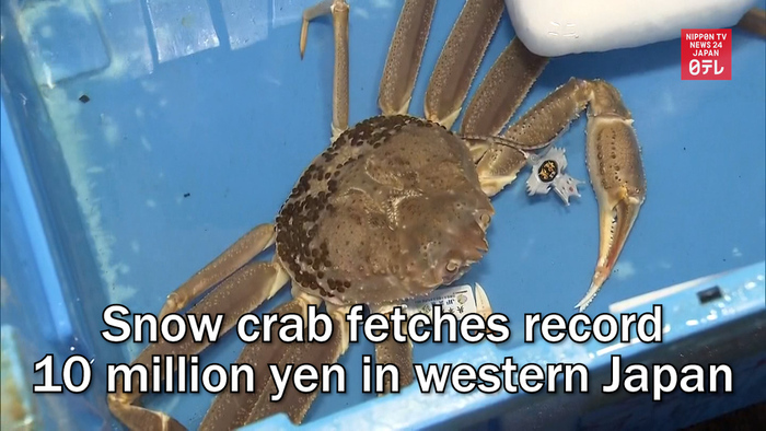Snow crab fetches record 10 million yen in western Japan