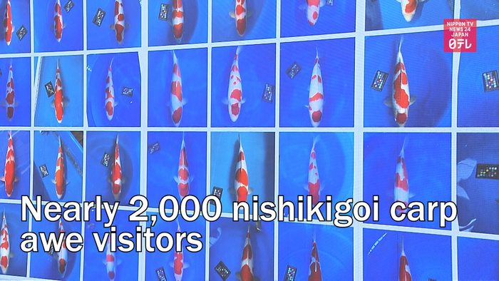 Nearly 2,000 nishikigoi carp awe visitors