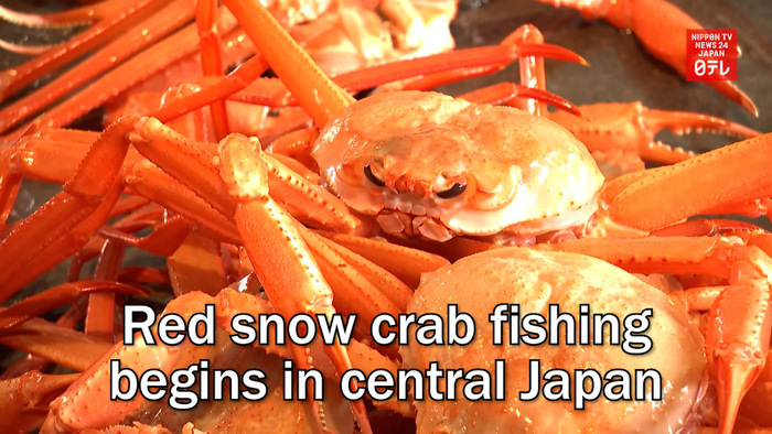 Red snow crab fishing begins in central Japan