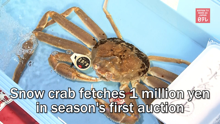 Snow crab fetches 1 million yen in season's first auction
