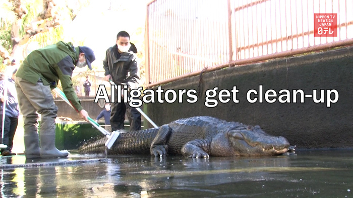 Alligators get clean-up