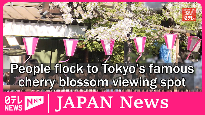People flock to Tokyo's famous cherry blossom viewing spot along Meguro River