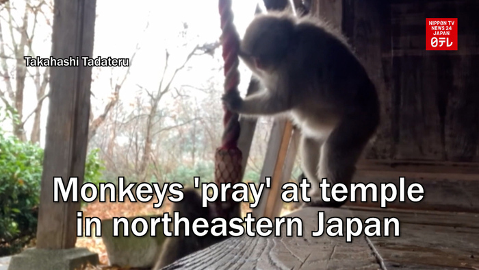 Monkeys 'pray' at temple in northeastern Japan