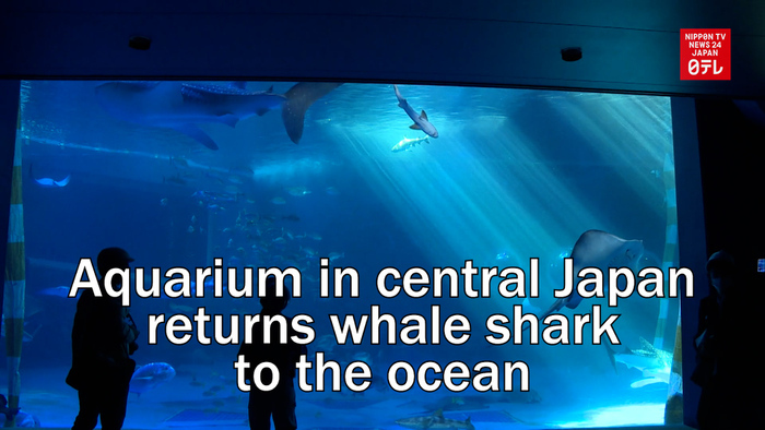 Aquarium in central Japan returns whale shark to the ocean