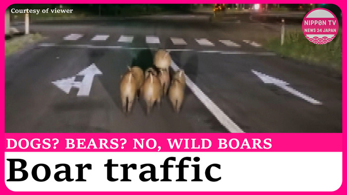 Group of wild boars walks in the middle of the road in Aomori