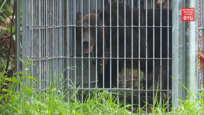 Bear caught in Hokkaido