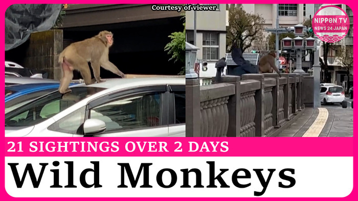 Japanese city overrun by wild monkeys