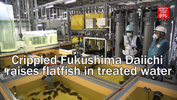 Crippled Fukushima Daiichi raises flatfish in treated water