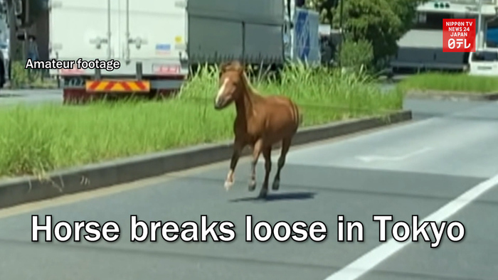 Horse breaks loose in Tokyo