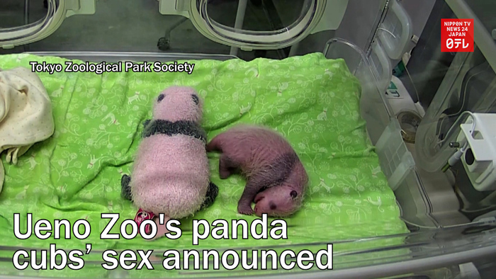Tokyo's Ueno Zoo's panda cubs' sex announced 