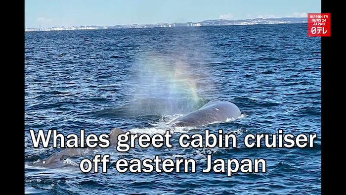 Whales greet cabin cruiser off eastern Japan